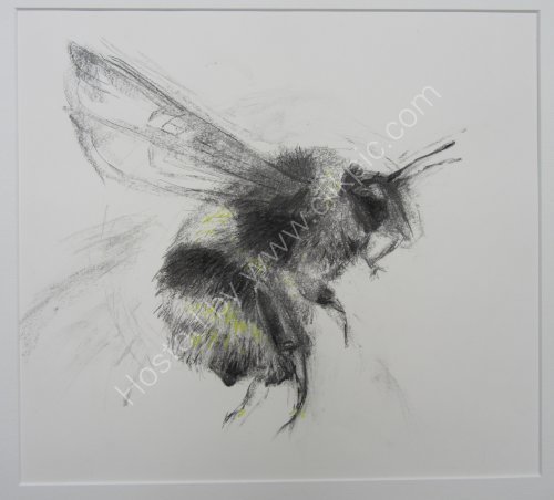 Bee. charcoal
